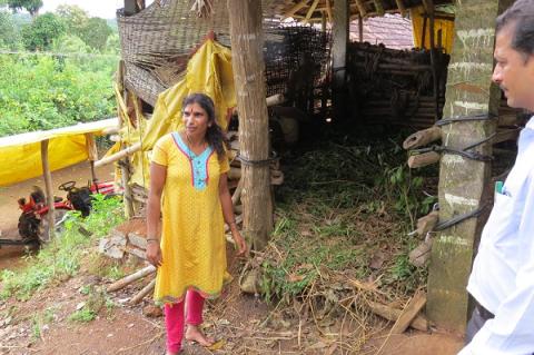 People living in forest hamlets gather dry leaves from the forest for animal fodder and bedding. The project will examine whether this serves as a source of infected ticks that go on to bite people - photo by Sarah Burthe