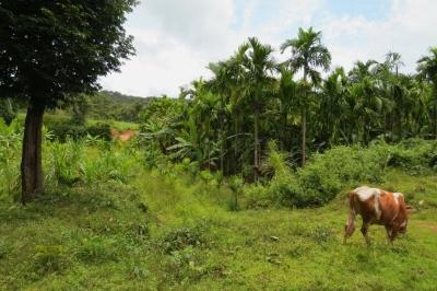 The project will investigate whether people are exposed to KFD when they graze their cattle in the forest