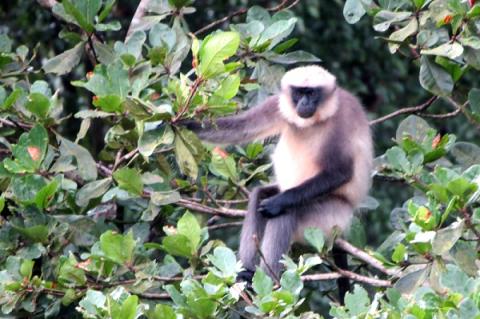 The grey langur, Presbytis entellus, is hypothesised to play a key role as hosts in KFD transmission - photo by Sarah Burthe