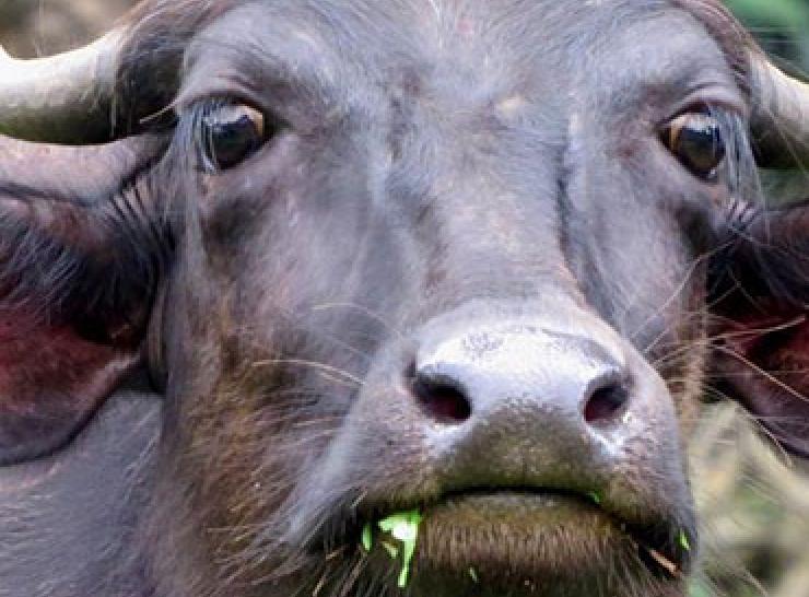 Cow in Chippinakoppa village - Photo by Sarah Burthe